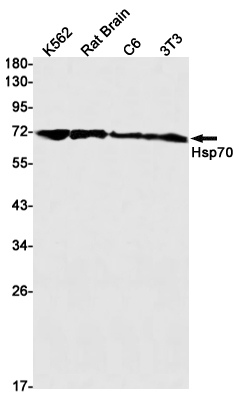 Hsp70 Rabbit mAb
